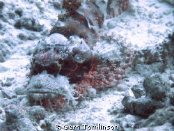 Stonefish taken with Canon G11 on recent hols to the Mald... by Gerri Tomlinson 